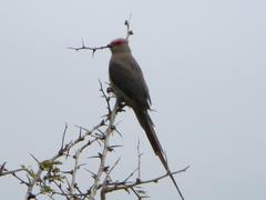 Urocolius indicus transvaalensis