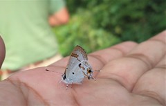 Hypolycaena othona