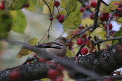 Coccothraustes coccothraustes