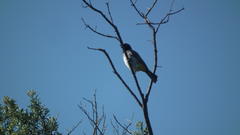 Pycnonotus nigricans