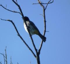 Pycnonotus nigricans