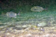 Caranx papuensis