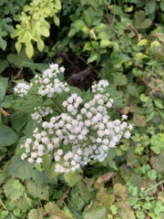 Ageratina altissima