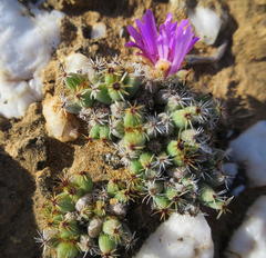 Trichodiadema marlothii