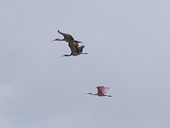 Platalea ajaja