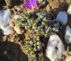 Trichodiadema marlothii