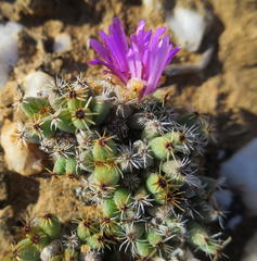 Trichodiadema marlothii