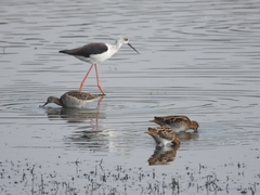 Himantopus himantopus