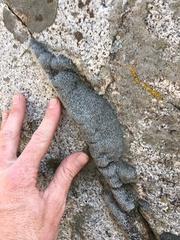 Coscinodon calyptratus