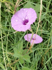 Ipomoea cordatotriloba