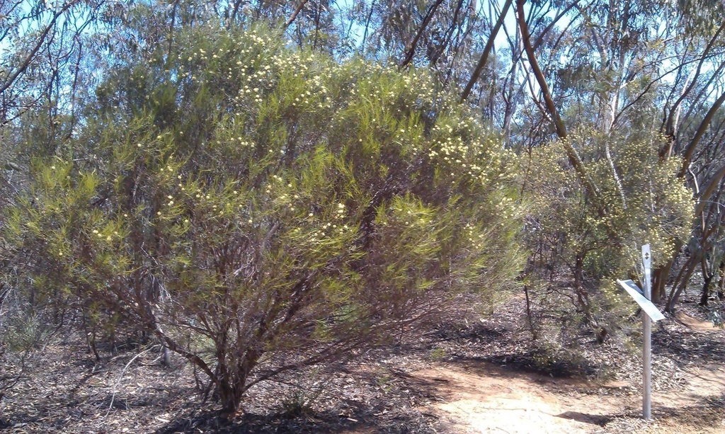 Melaleuca pungens from Yellowdine, WA, AU on October 2, 2015 at 01:45 ...