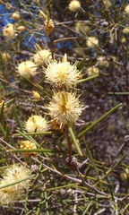 Melaleuca pungens