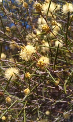 Melaleuca pungens