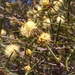 Melaleuca pungens - Photo (c) Dean Beaver, some rights reserved (CC BY-NC), uploaded by Dean Beaver