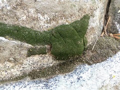 Trichostomum crispulum