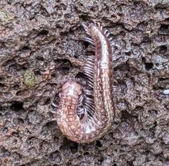 Cleidogonidae