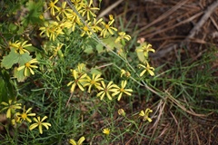 Senecio riddellii