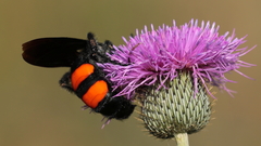 Pygodasis ephippium ephippium