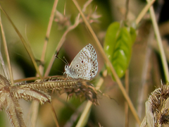 Cyclargus thomasi bethunebakeri