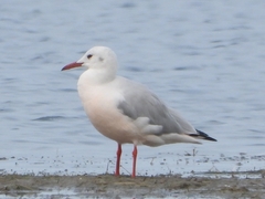 Chroicocephalus genei