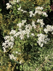 Ageratina altissima