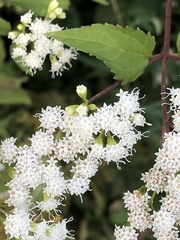 Ageratina altissima