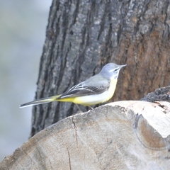 Motacilla cinerea