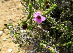 Acmadenia