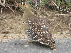 Pterocles bicinctus multicolor