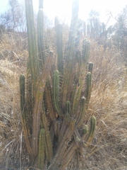 Trichocereus bridgesii