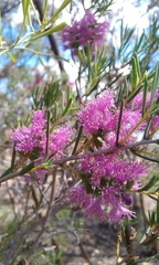Melaleuca radula