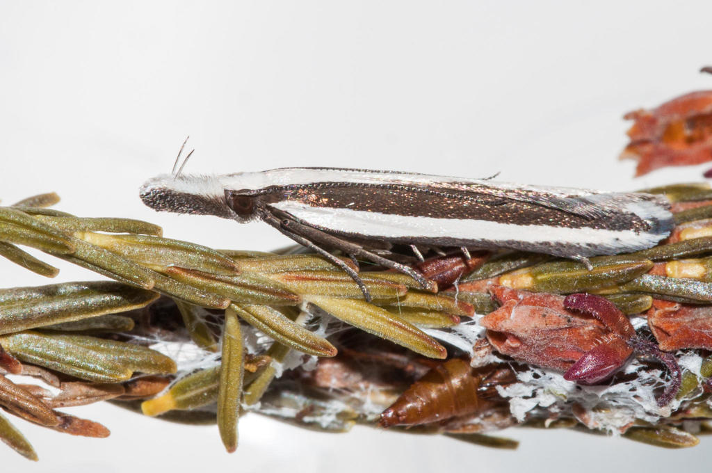 Pleurota drucella