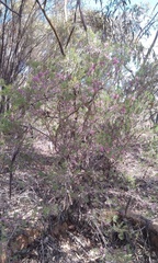 Melaleuca radula