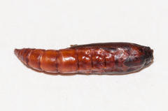 Pleurota drucella