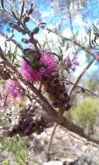 Melaleuca radula