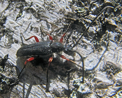 Anoplodera rufipes