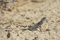 Phrynocephalus helioscopus