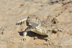 Phrynocephalus helioscopus