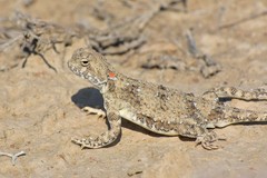 Phrynocephalus helioscopus