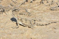 Phrynocephalus helioscopus