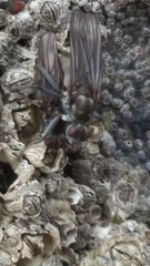 Oedoparena glauca