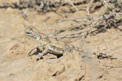 Phrynocephalus helioscopus