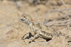 Phrynocephalus helioscopus