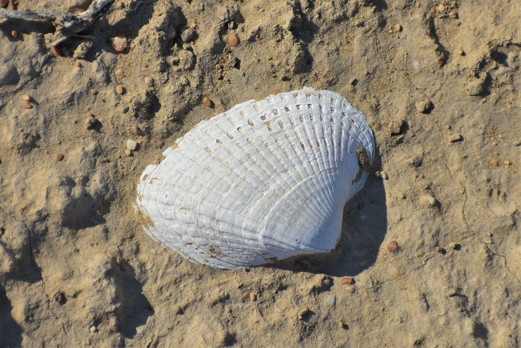 Didacna profundicola