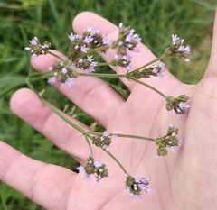 Verbena brasiliensis