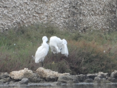 Egretta garzetta