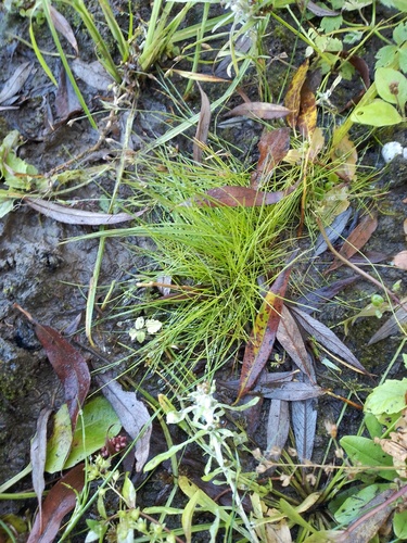 Agrostis canina iNat (2)