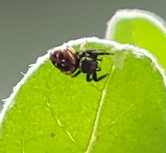 Paraphidippus aurantius