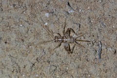 Gryllomorpha