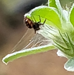 Paraphidippus aurantius